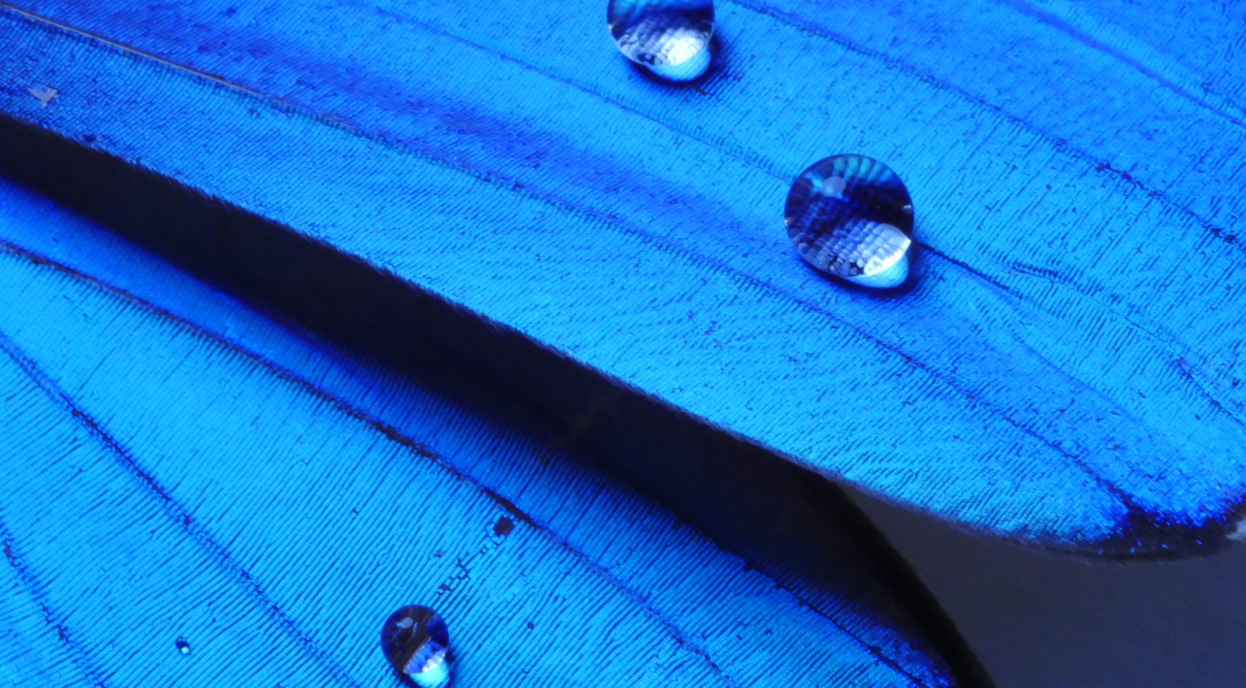Water droplets on the iridescent surface of a blue morpho butterfly wing.